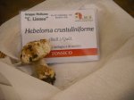 hebeloma crustuliniforme